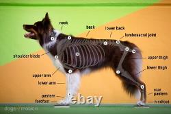 TheraLAS Veterinary Laser Therapy Device Latest Generation 50W 808nm