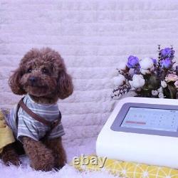 Chevaux, chiens, chats, animaux de compagnie, thérapie au laser pour le soulagement de la douleur vétérinaire 110v-220v